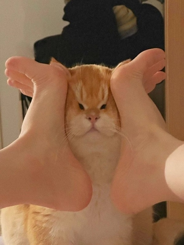 Hình mèo vô tri hài