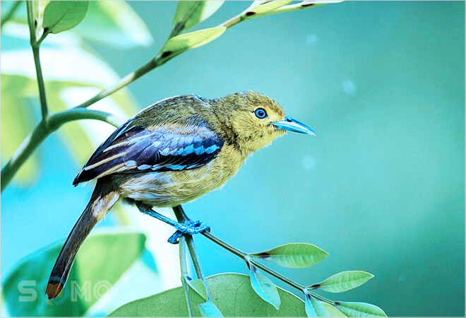 mơ thấy chim sâu đánh lô đề con gì
