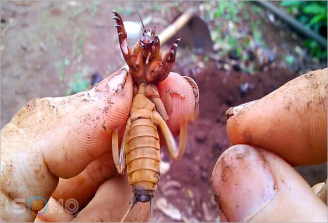 mơ thấy con dế đánh lô đề con gì