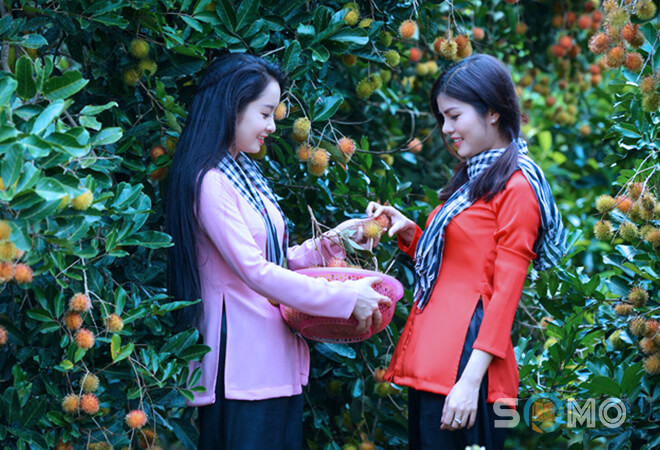 mơ thấy hái trái cây