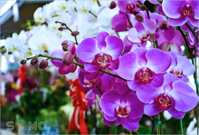 mơ thấy hoa lan đánh lô đề con gì