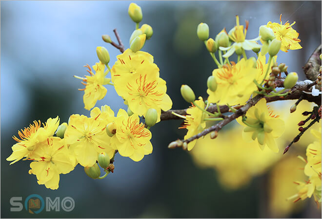 mơ thấy hoa mai đánh lô đề con gì