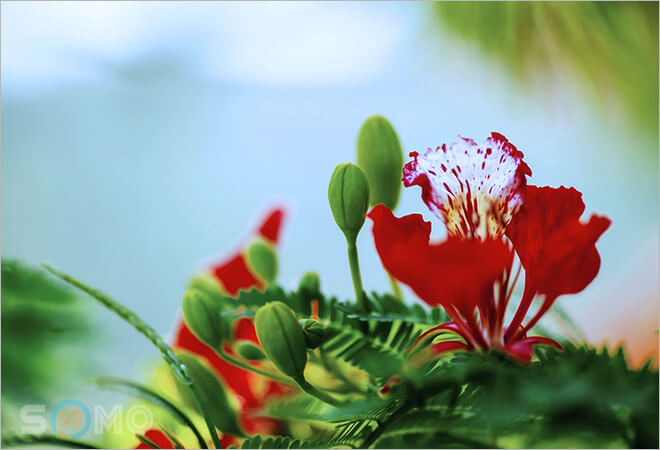 mơ thấy hoa phượng