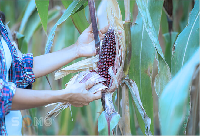 mơ thấy bẻ ngô có ý nghĩa gì