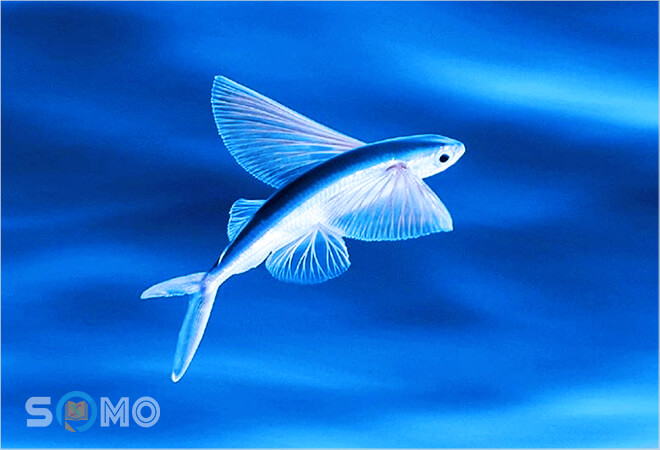 mơ thấy cá chuồn đánh lô đề con gì