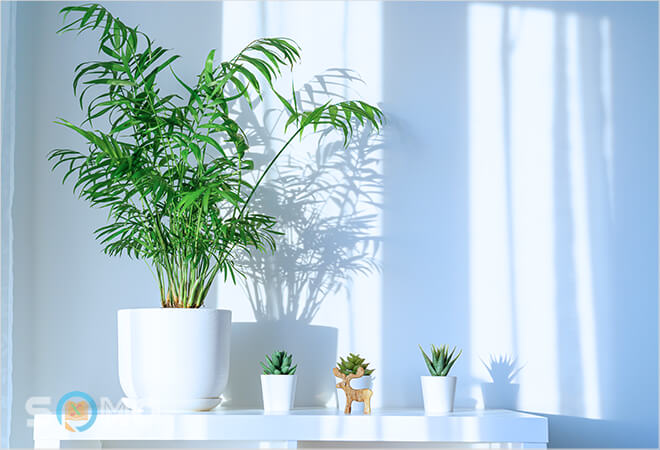 mơ thấy cây cảnh trong nhà đánh lô đề con gì