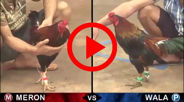 Kèo đá gà đa dạng