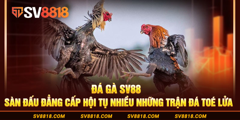 13-da-ga-sv88-san-dau-dang-cap-hoi-tu-nhieu-nhung-tran-da-toe-lua