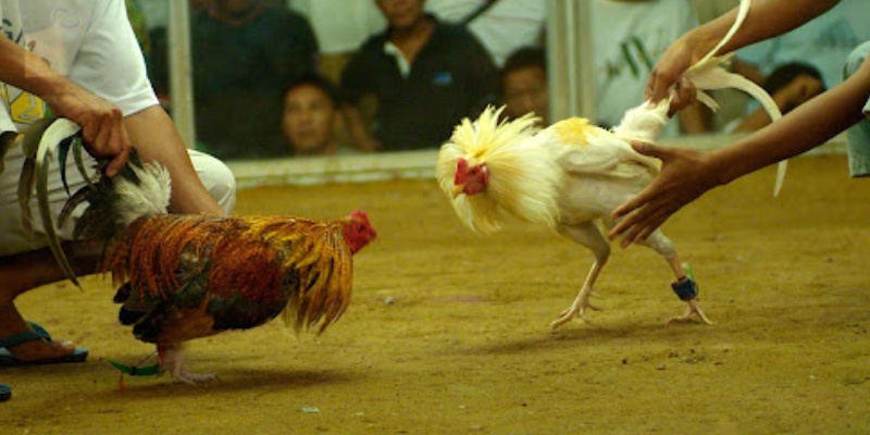 ga-da-cua-dao-bieu-tuong-cua-su-manh-me