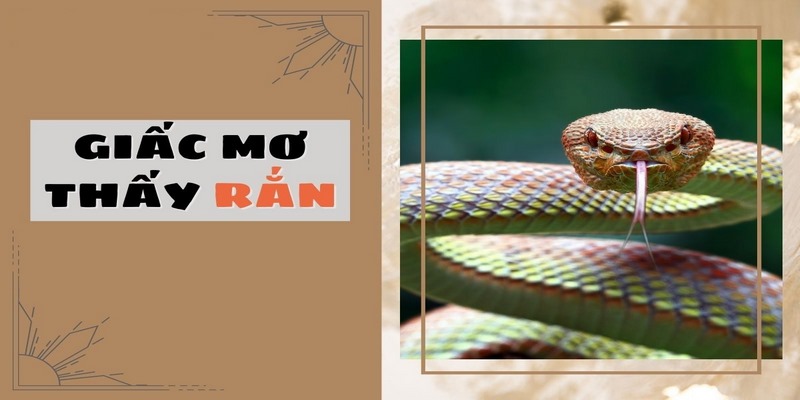 giai-ma-mo-thay-ran